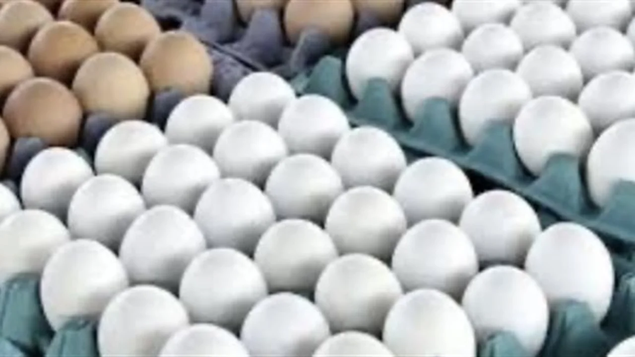 استقرار سعر كرتونة البيض في الأسواق المحلية يوم الخميس 11 ديسمبر 2025